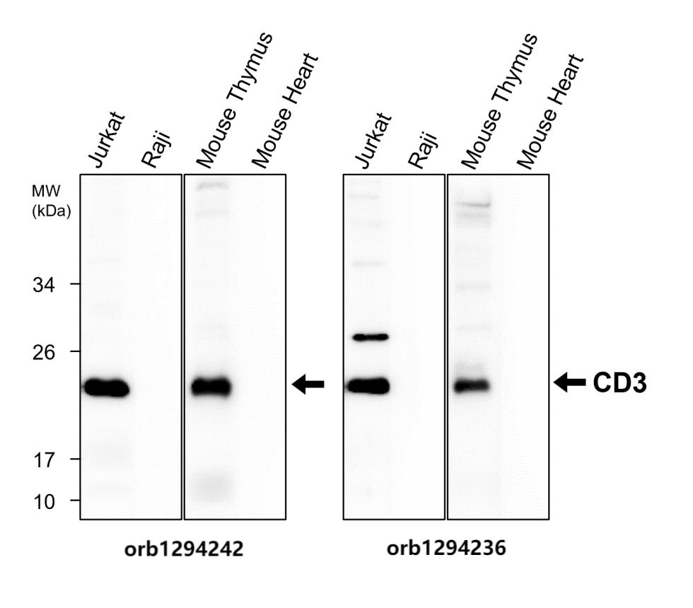 CD3 Intracellular domain Antibody