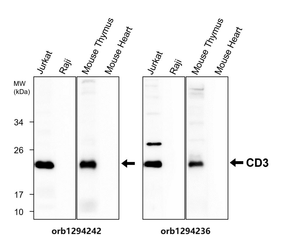 CD3 Intracellular domain Antibody