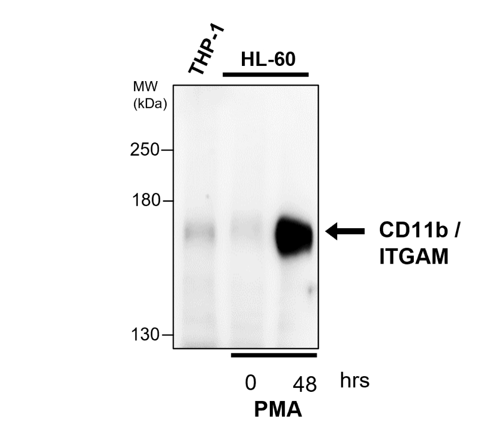 CD11b / ITGAM human specific