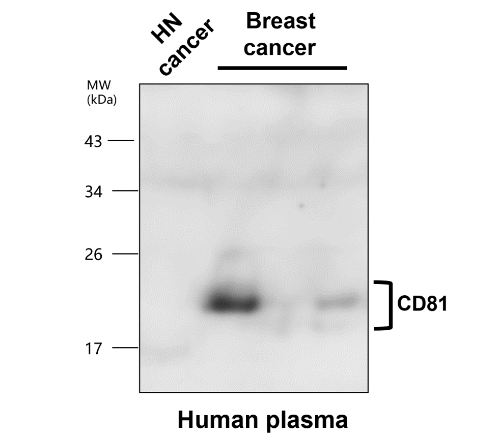 CD81 Antibody