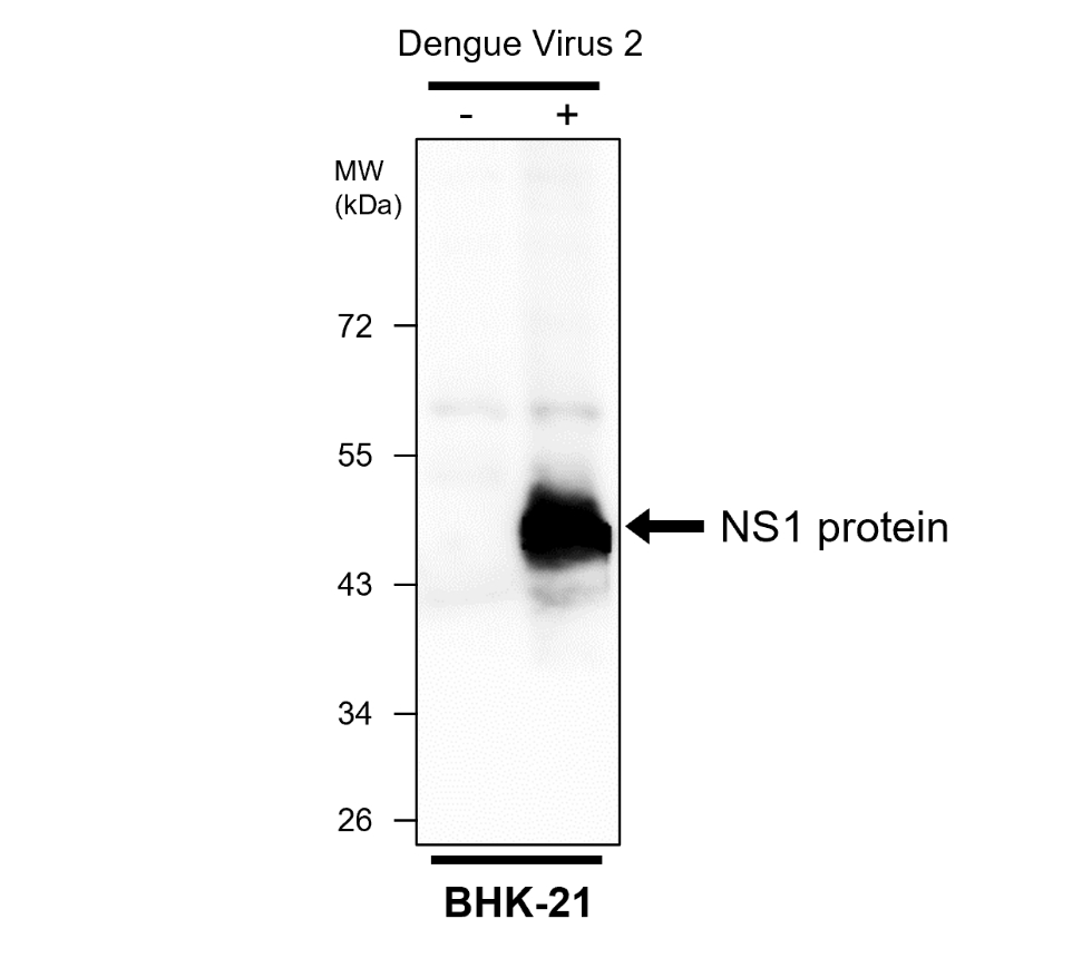 Dengue virus NS1