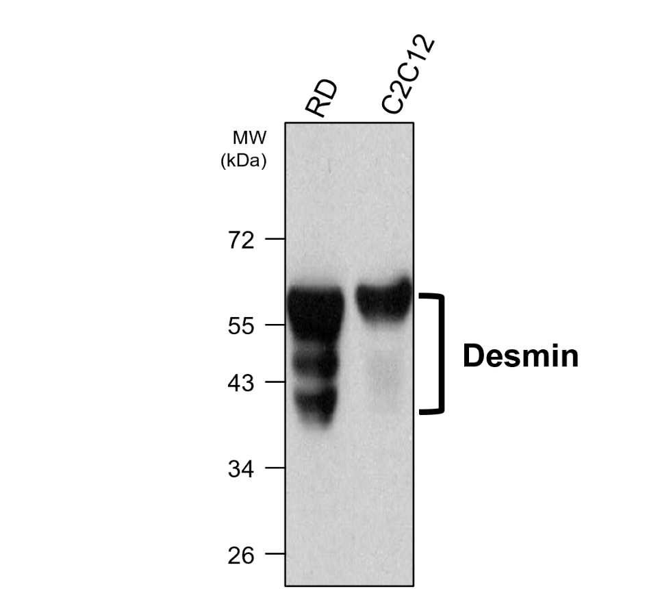 Desmin, monoclonal