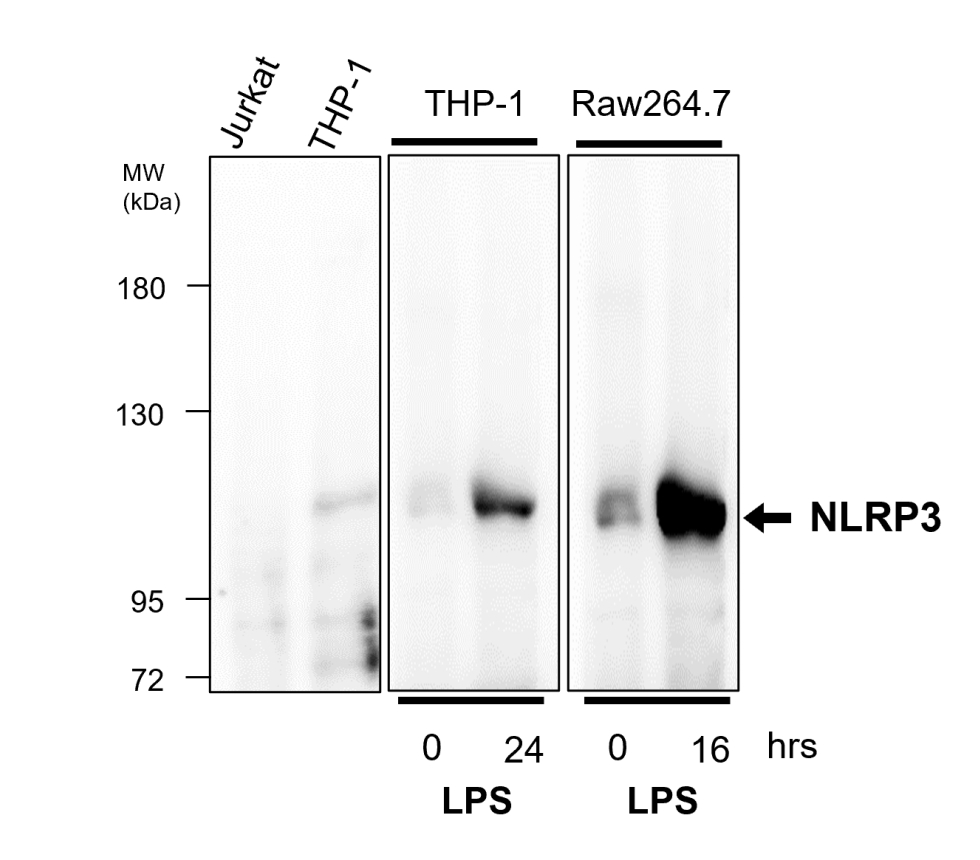 NLRP3 Antibody