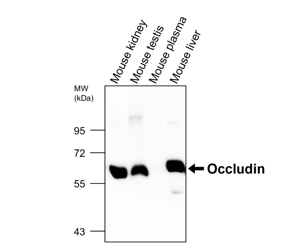 Occludin