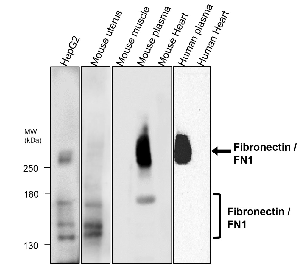 Fibronectin 1/FN1 (C-term) Antibody