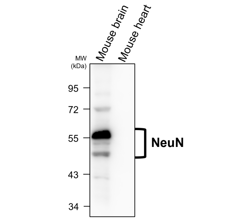 NeuN Antibody