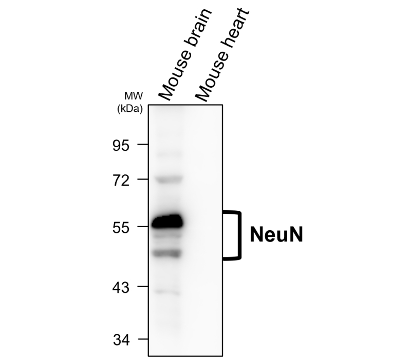 NeuN