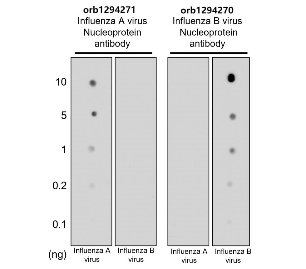 Influenza B Virus Nucleoprotein