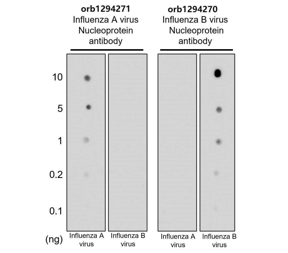 Influenza A Virus Nucleoprotein Antibody