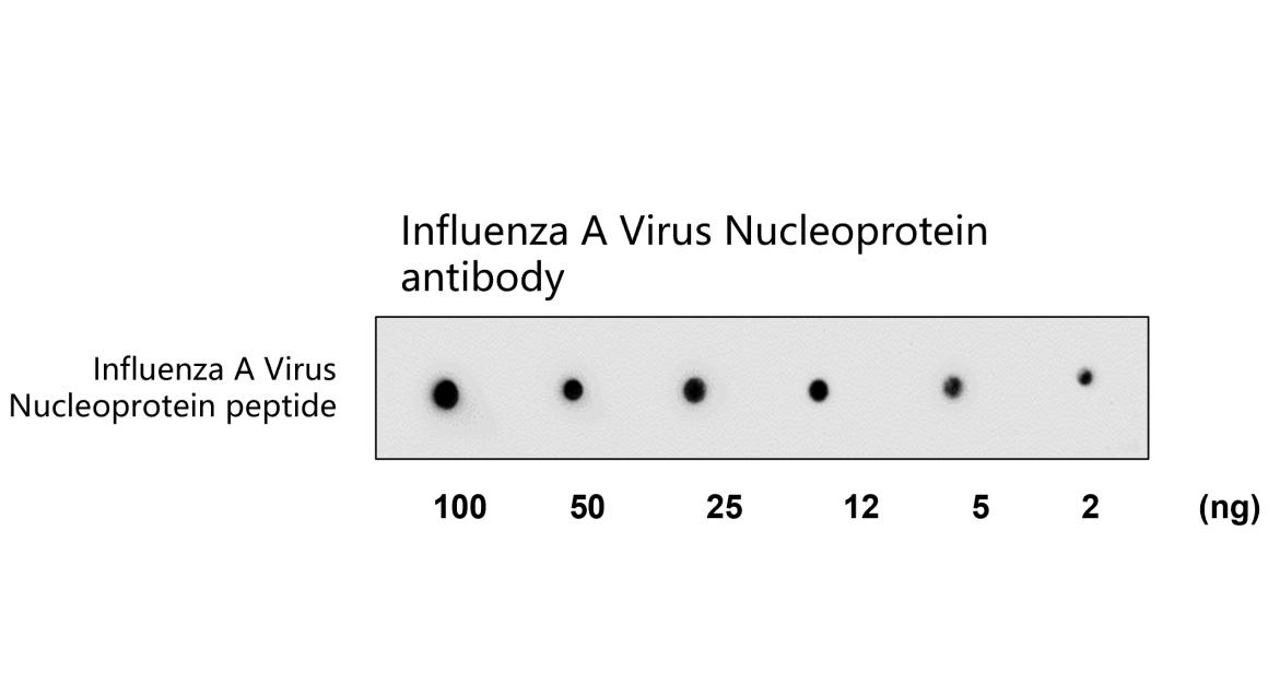 Influenza A Virus Nucleoprotein Antibody