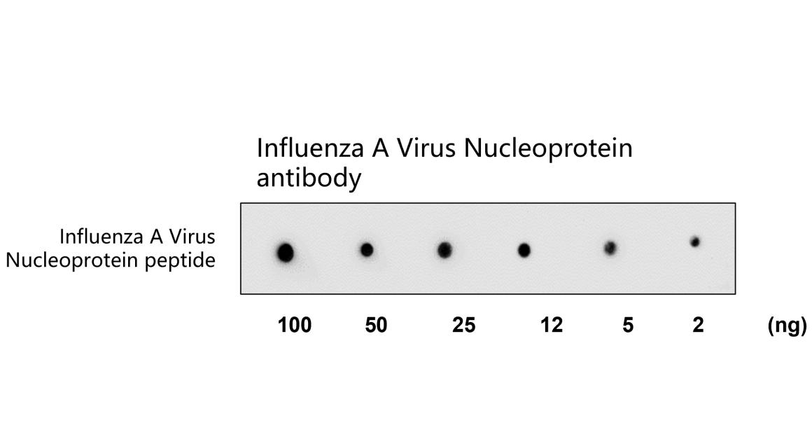 Influenza A Virus Nucleoprotein