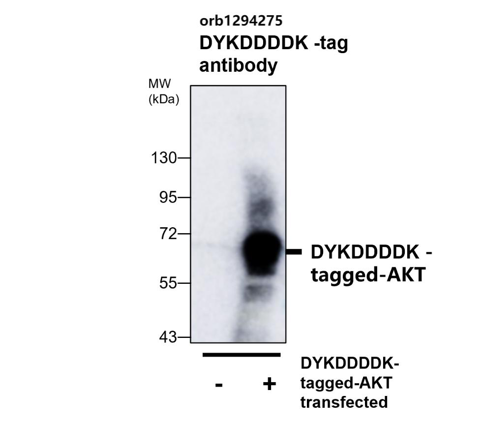 DYKDDDDK Tag (same epitope as Sigma's Anti-FLAG M2)
