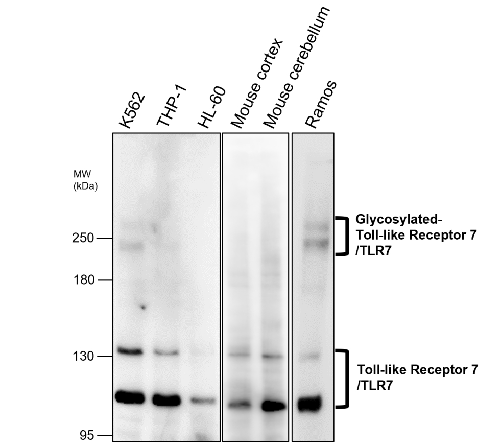 Toll-like Receptor 7/TLR7 Antibody