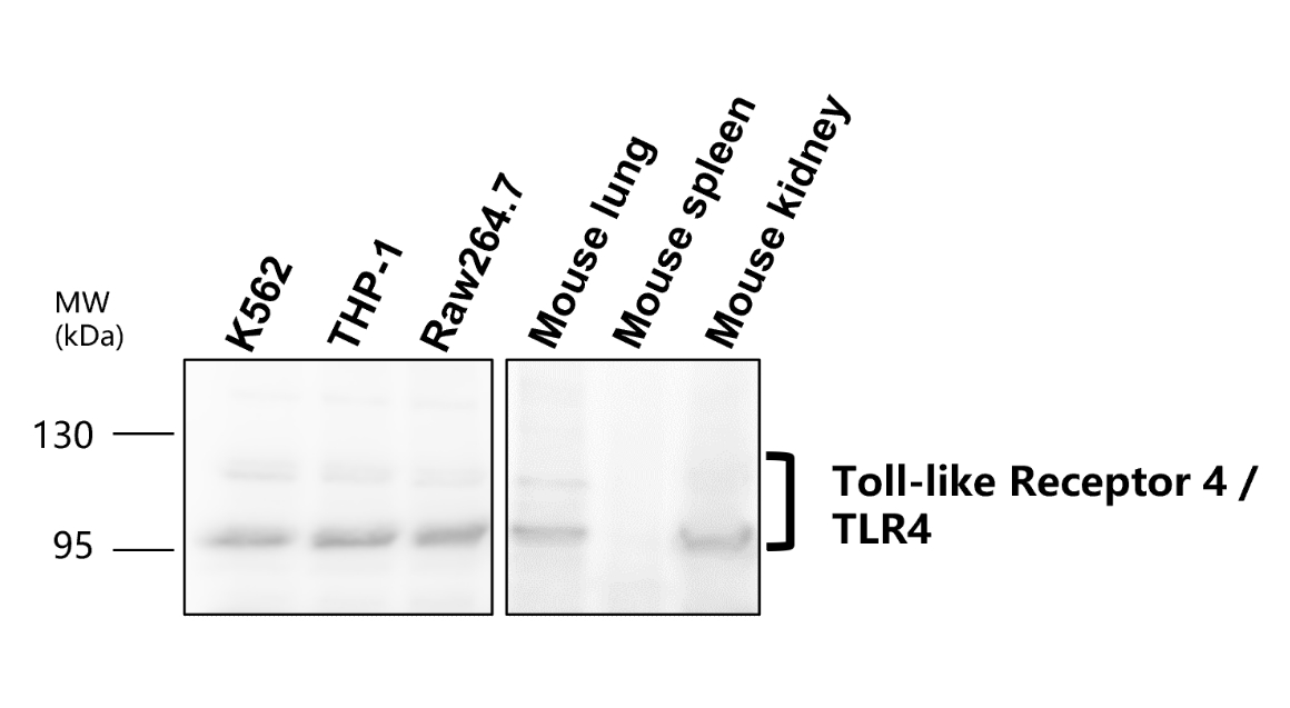 Toll-like Receptor 4/TLR4 Antibody