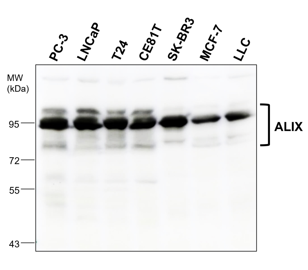 Alix Antibody