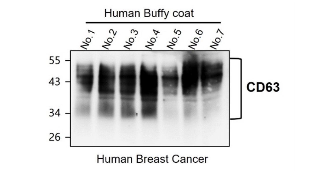 CD63 Antibody