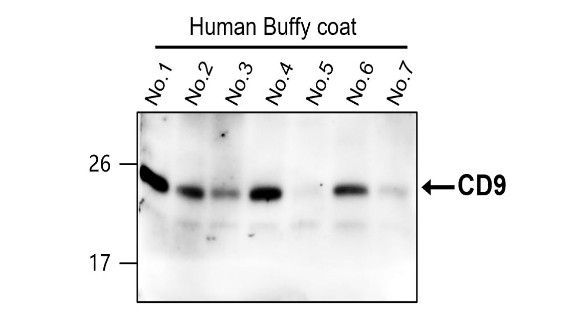 CD9 Antibody