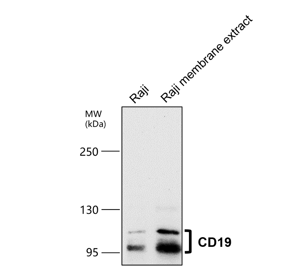 CD19 Antibody