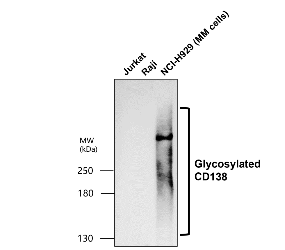 Syndecan-1 antibody