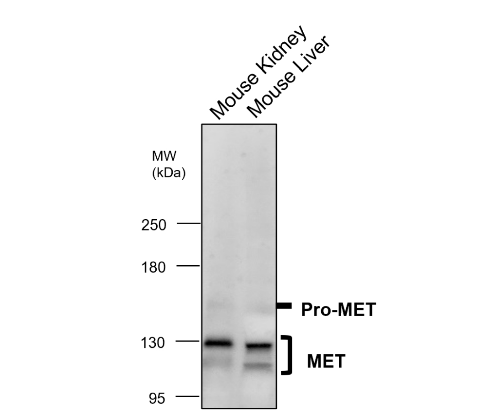 MET/C-MET/HGFR Antibody