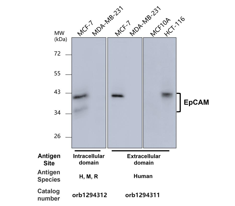 EpCAM (Extracellular domain) antibody