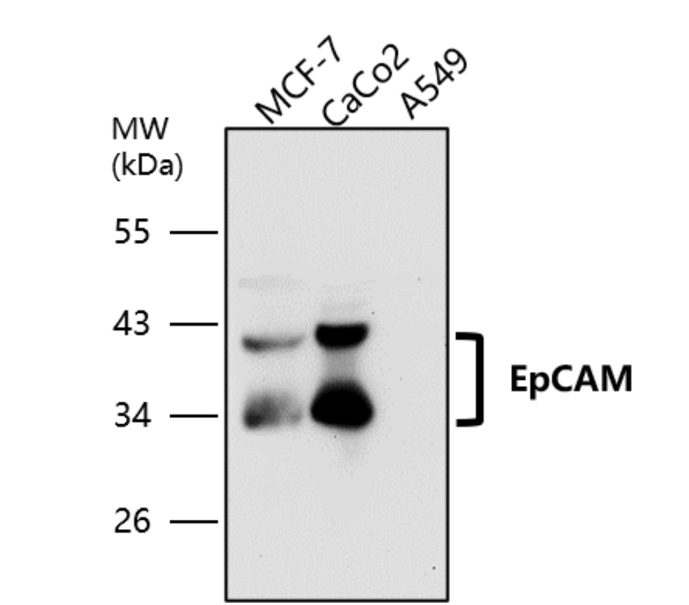 EpCAM / CD326 (Intracellular domain)