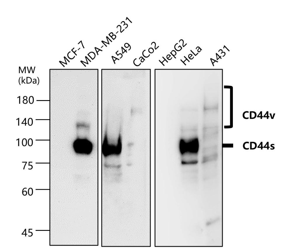 CD44 Antibody