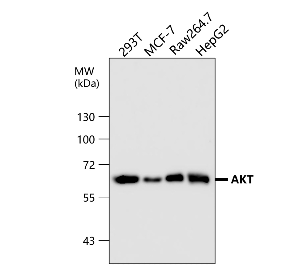 Akt1+2+3/Pan-AKT Antibody