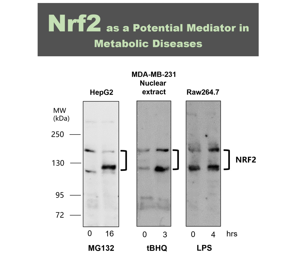 NFE2L2 / NRF2