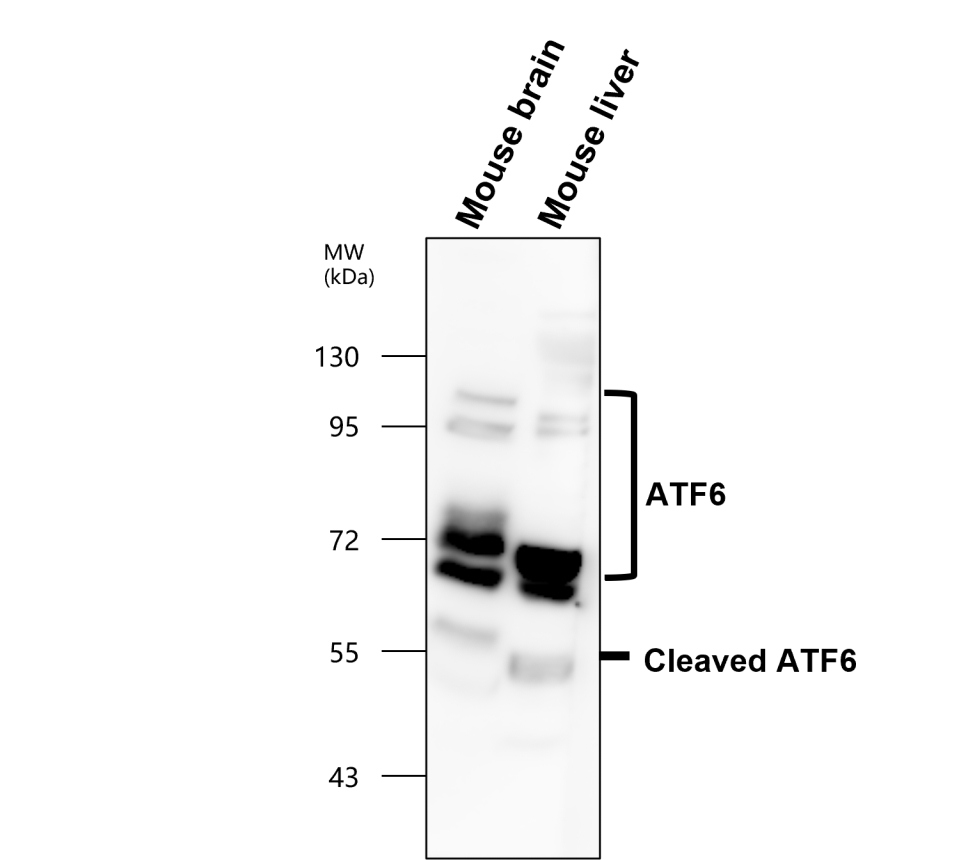 ATF6 Antibody