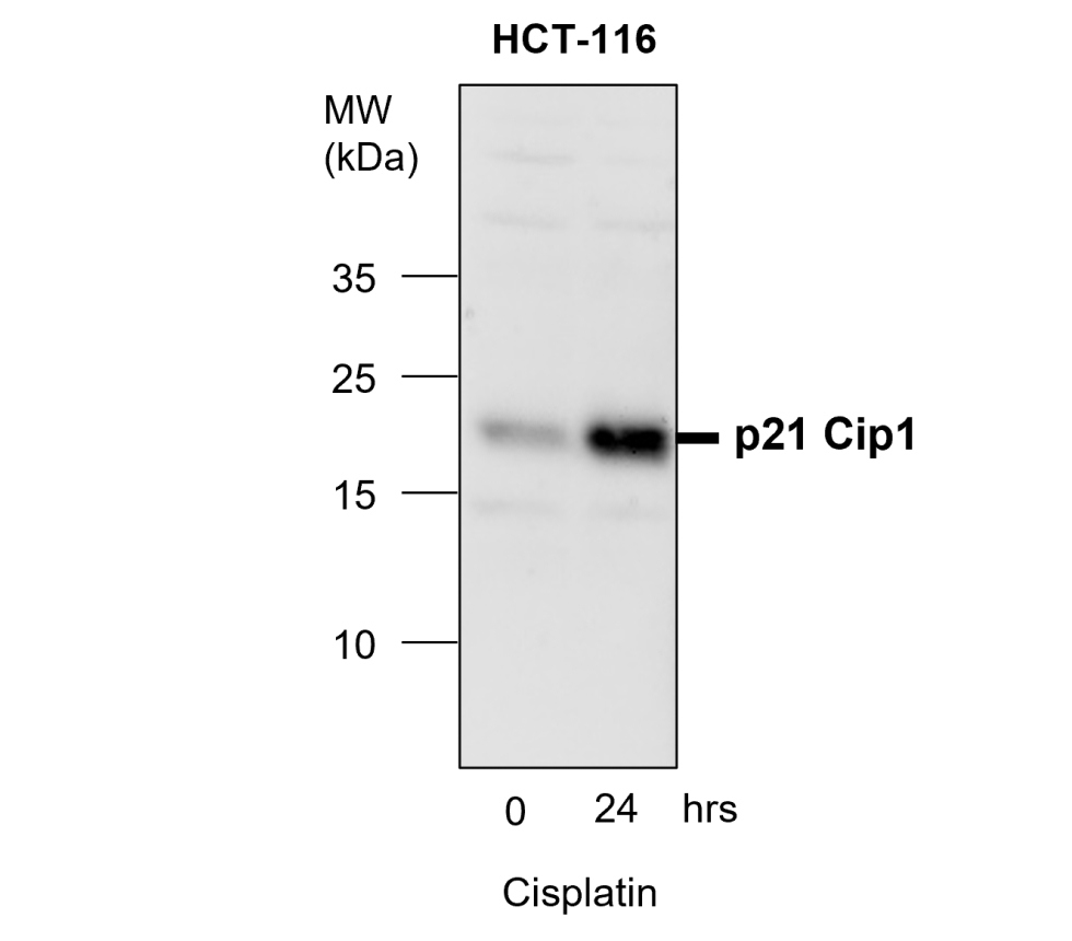 p21 Waf1/Cip1 Antibody