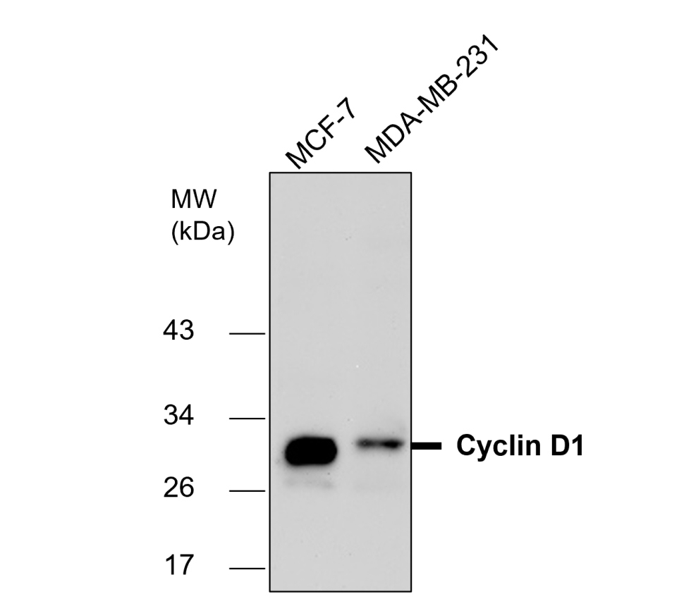 Cyclin D1 Antibody