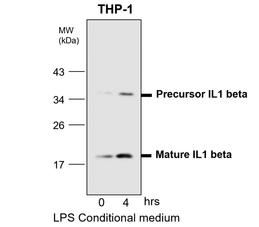 IL-1 beta Antibody