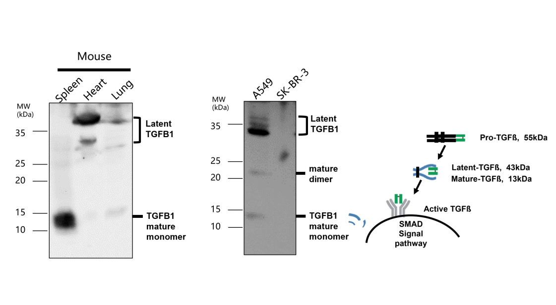 TGF beta 1 Antibody