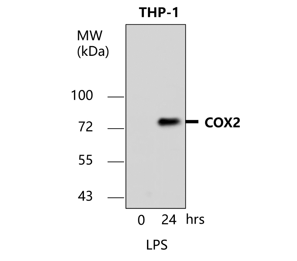 COX2/PTGS2 Antibody