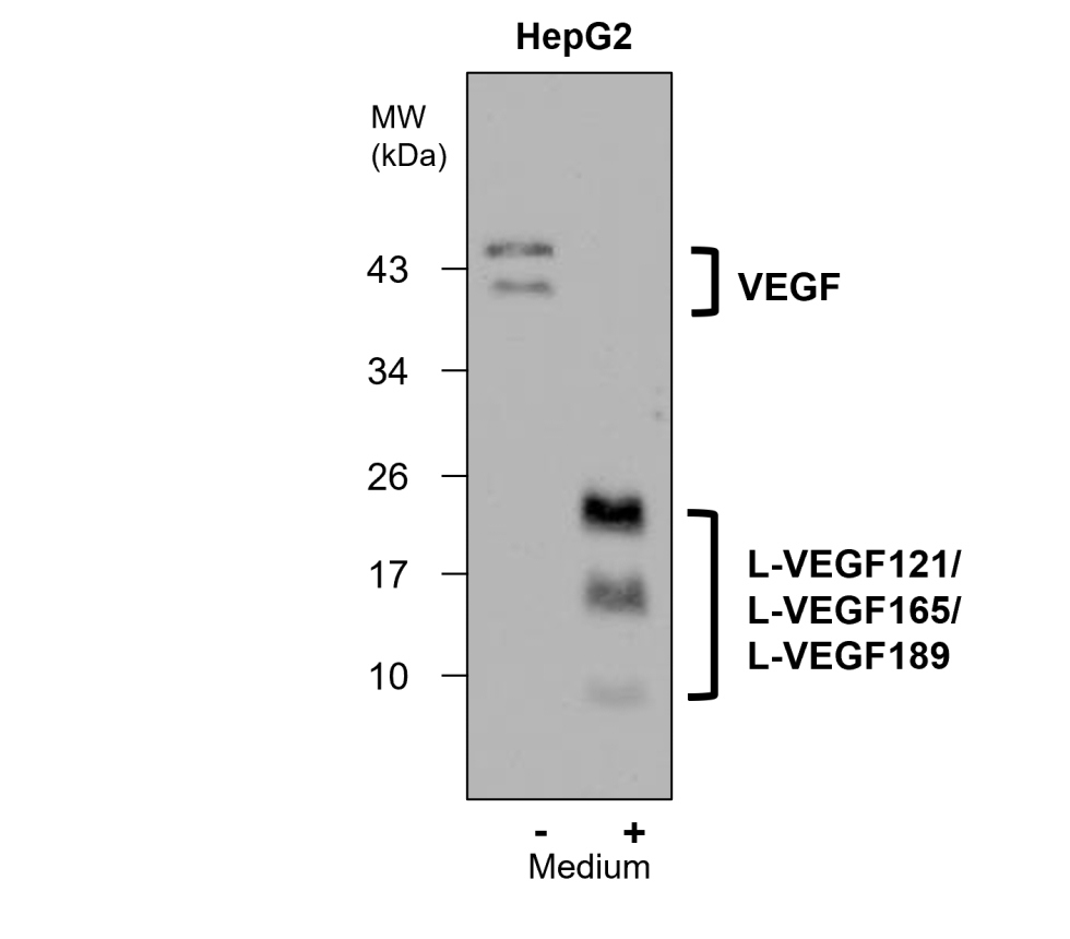 VEGF Antibody