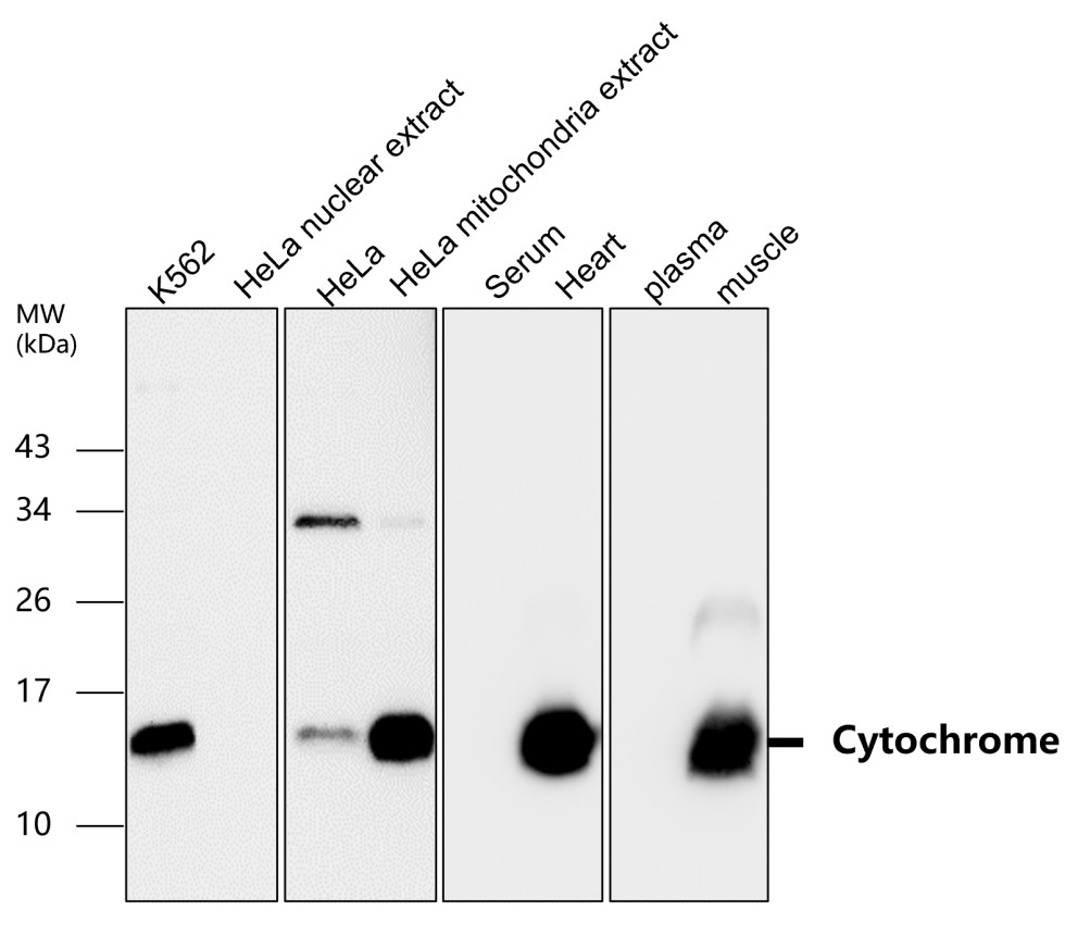 Cytochrome C/CYCS Antibody