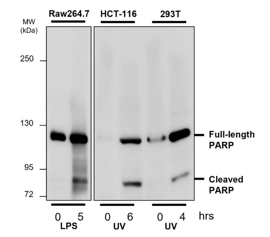 PARP1 Antibody