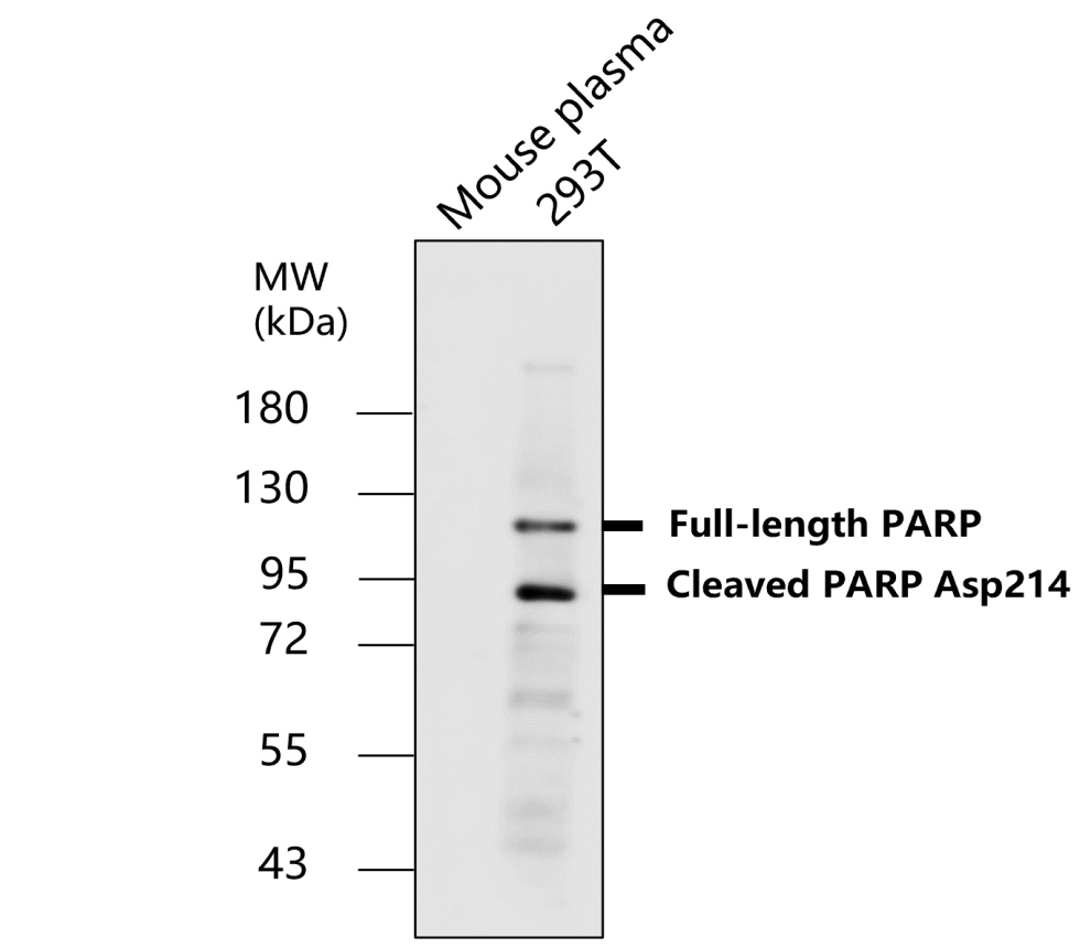 cleaved PARP Asp214 Antibody