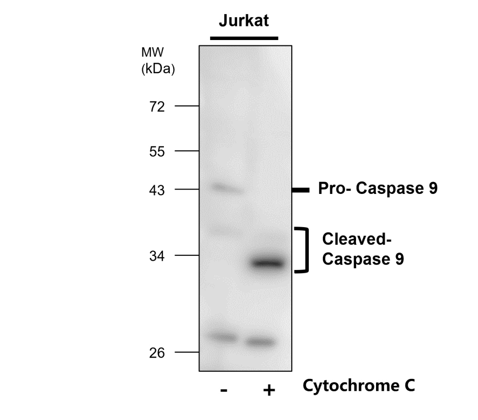 Caspase-9 cleaved Asp315 Antibody