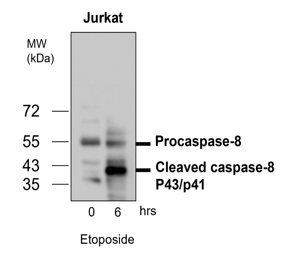 Caspase-8 Cleaved