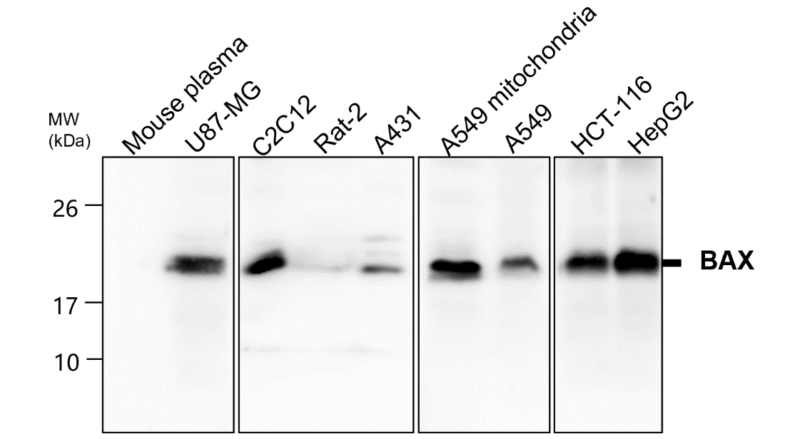 BAX Antibody