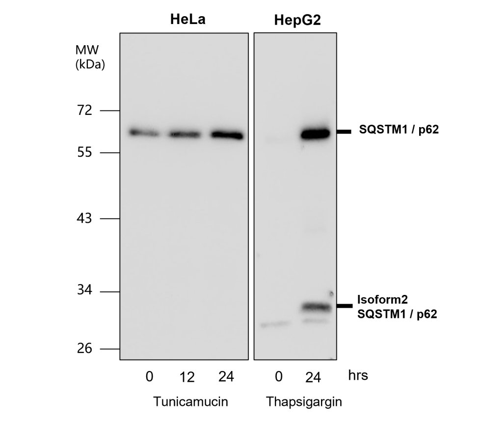 SQSTM1 antibody