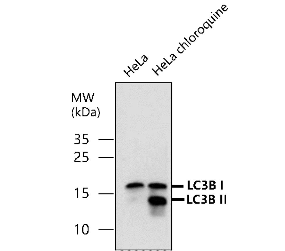 LC3B Antibody