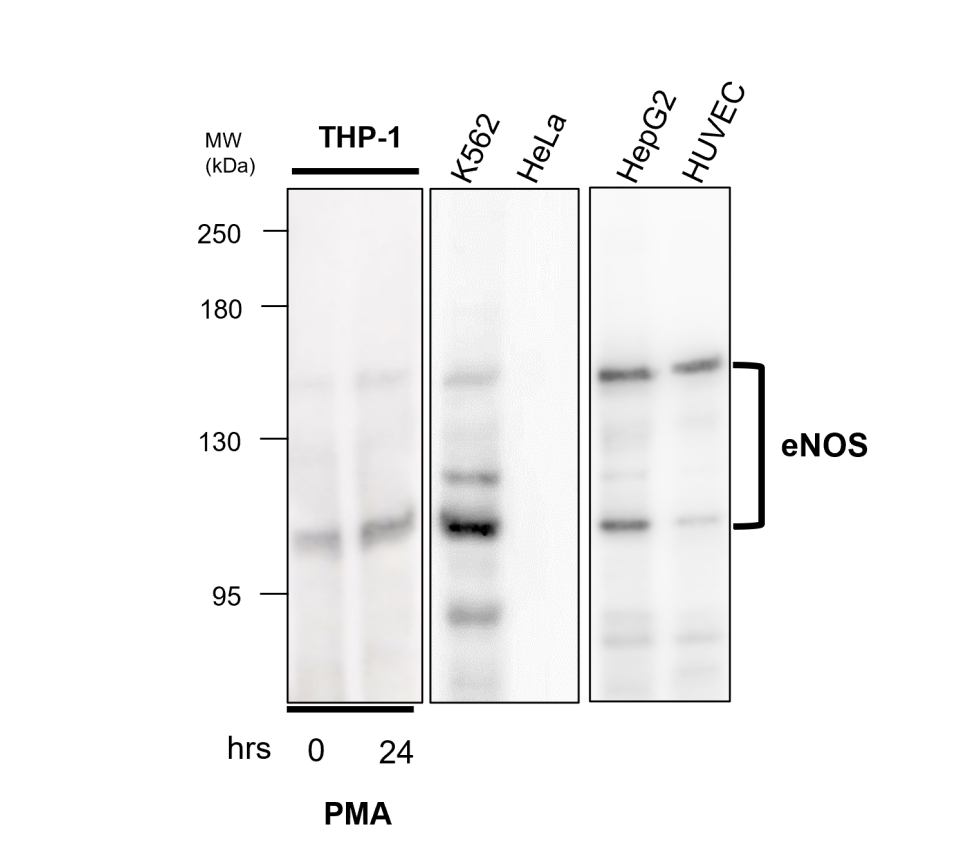 eNOS/NOS3 Antibody