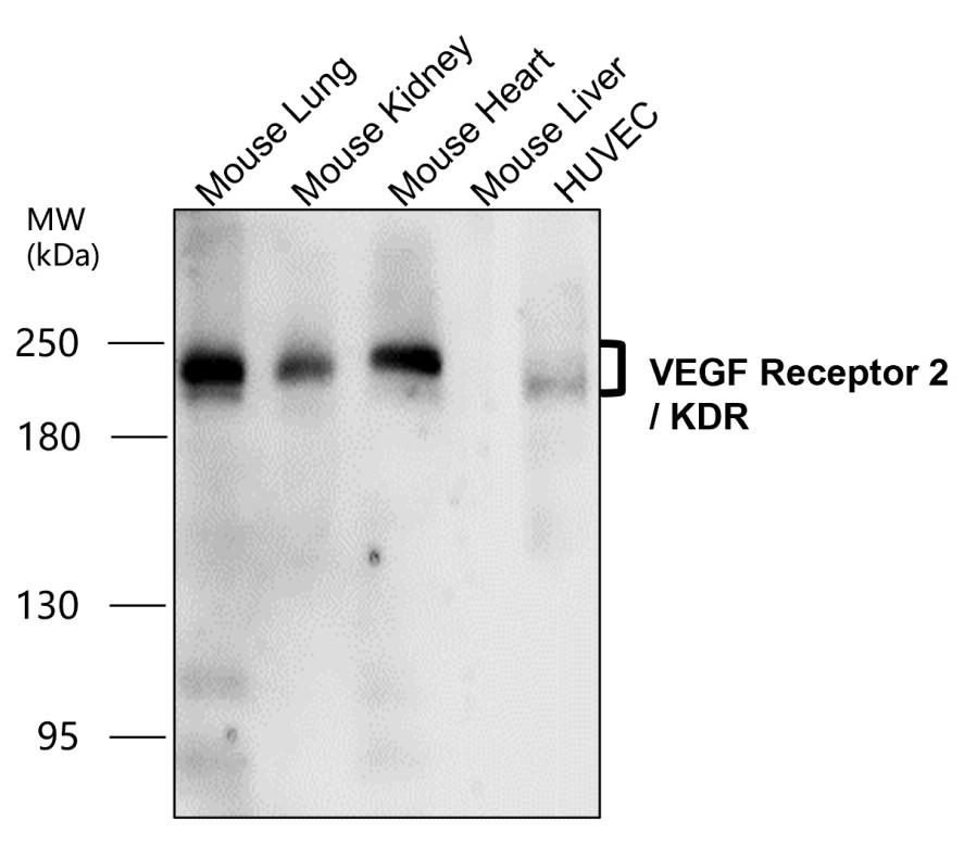 VEGFR2/KDR/CD309 Antibody