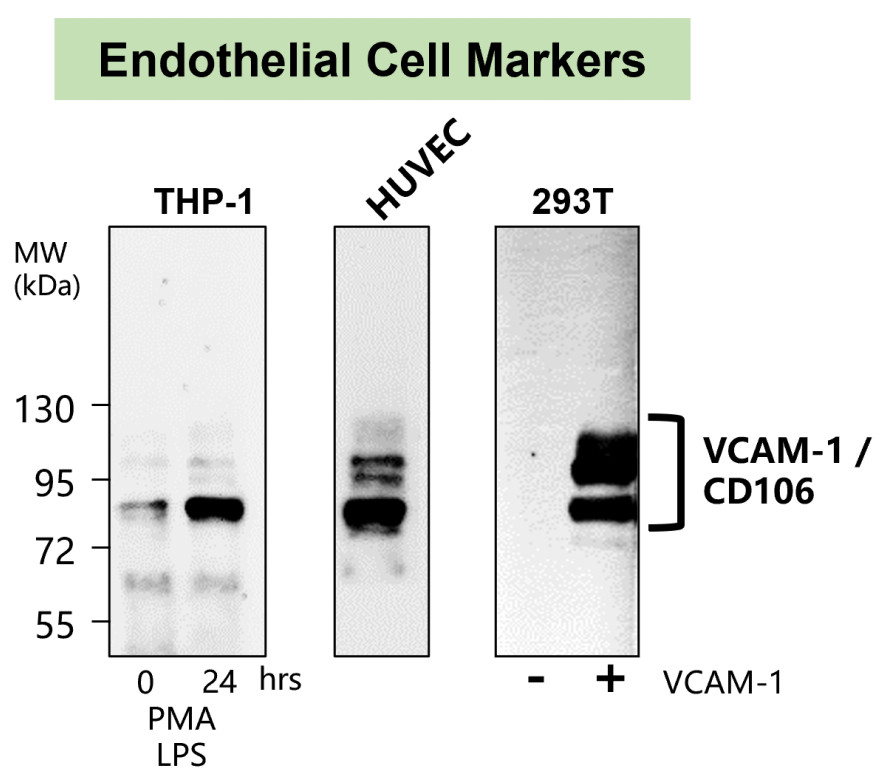 VCAM-1 antibody