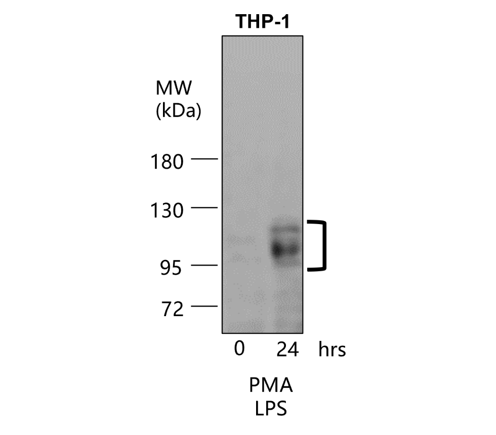 ICAM-1 antibody