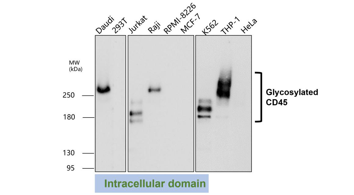 CD45 (Intracellular domain) antibody