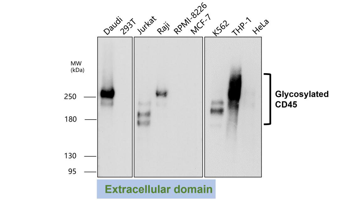 CD45 (Extracellular domain) antibody